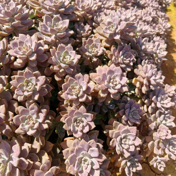 阿伦培   好看好养 多肉植物 云南昆明发货