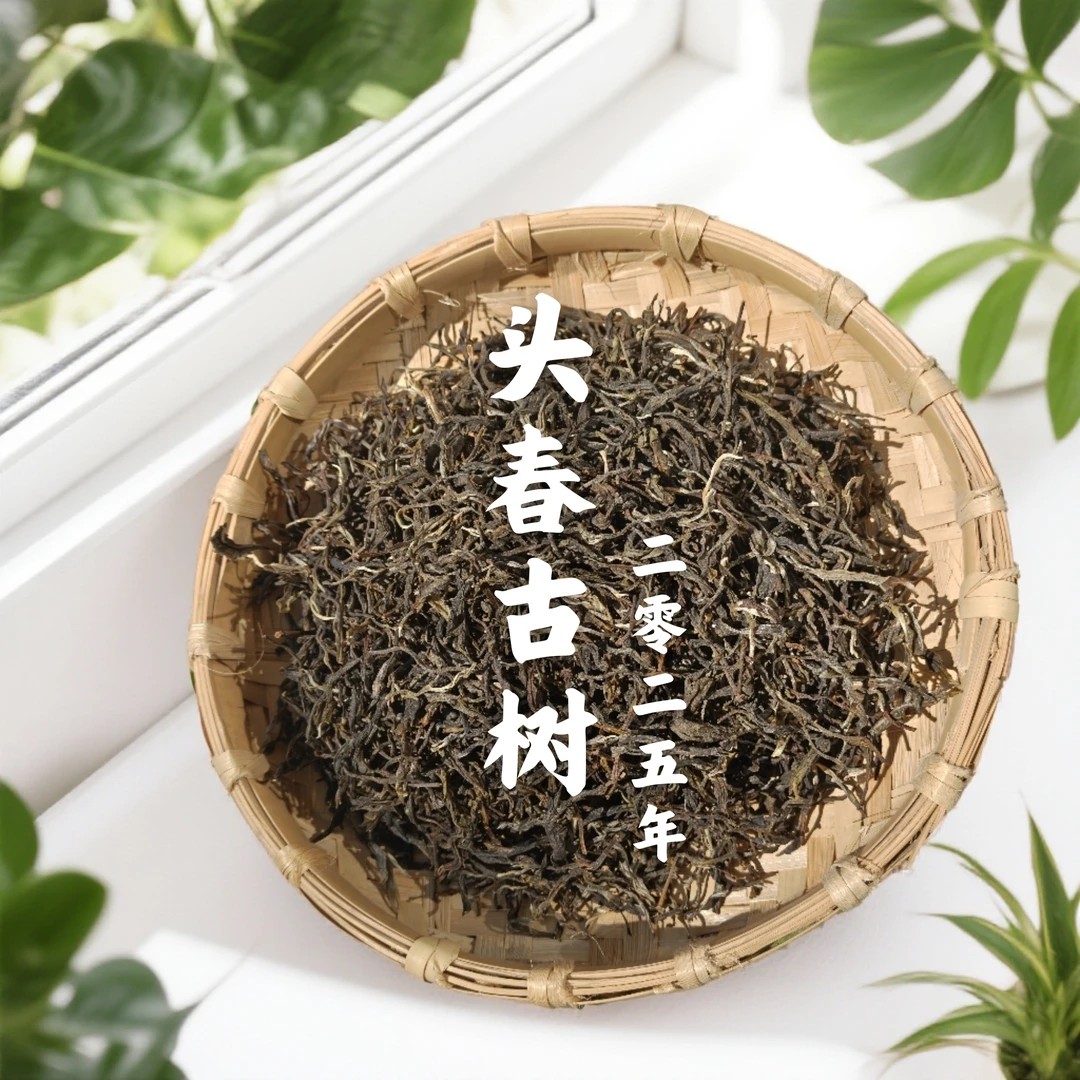 【支书严选】2025 邦旭 伴手礼 古树头春 普洱生茶 500g散茶