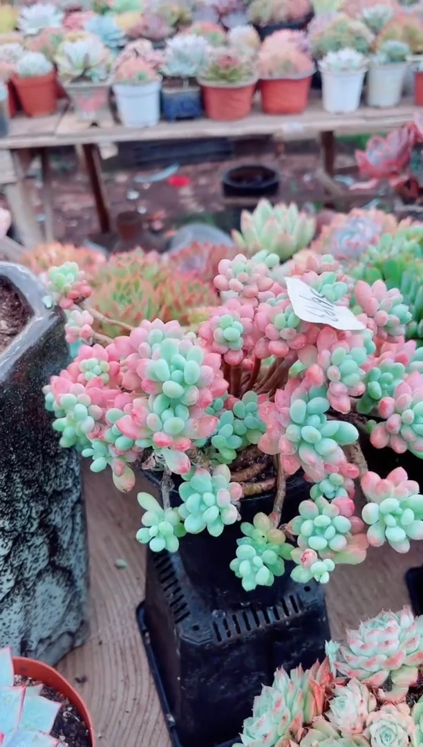 暖*多肉植物一物一拍06193