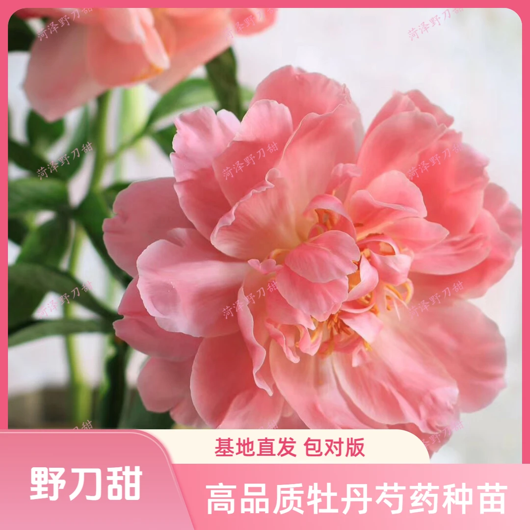 【野刀甜】进口芍药种苗 | 基地直发 | 家庭园艺 | 包对版