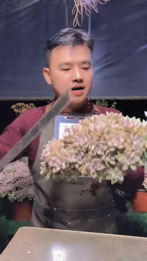 176淡雪缀化一物一拍