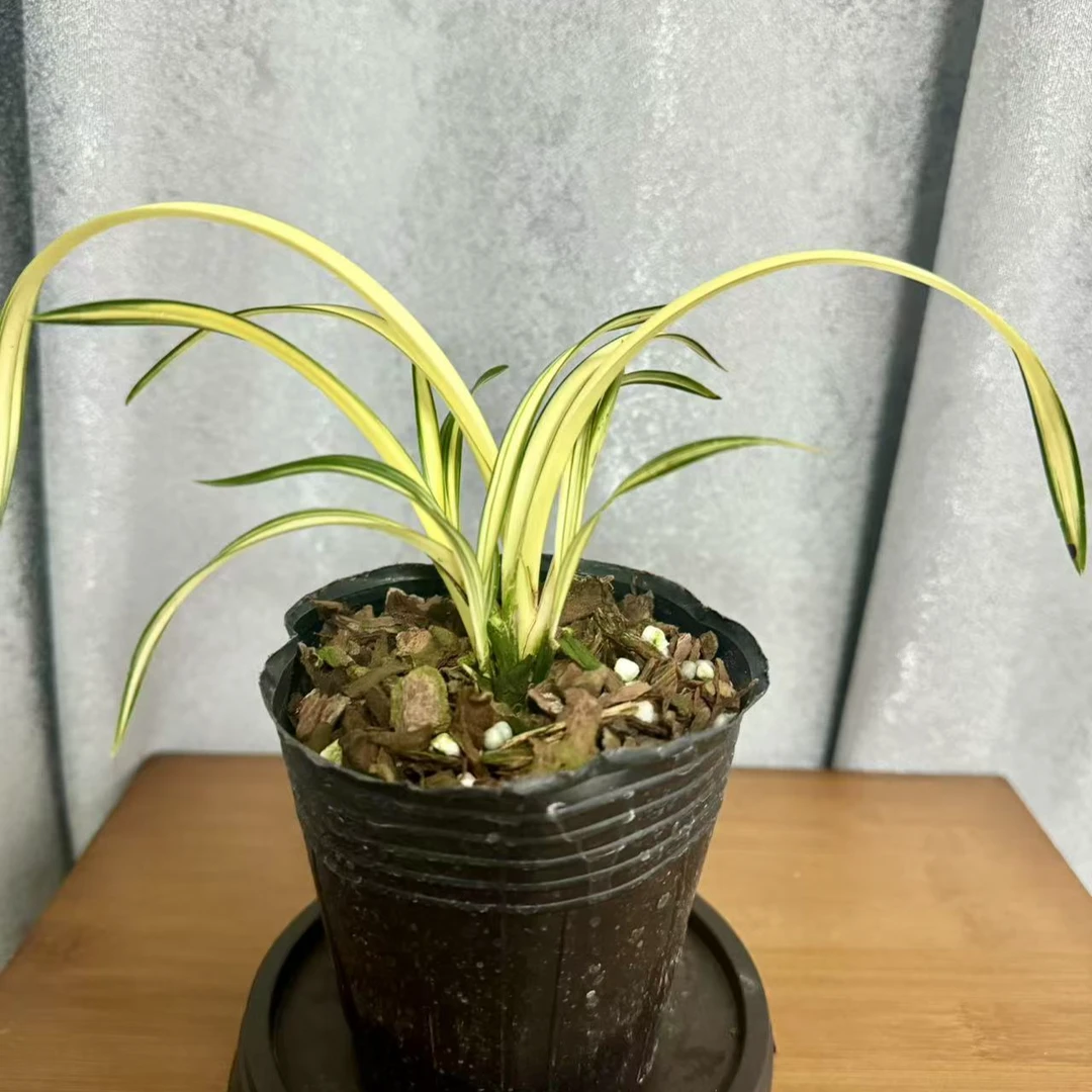 春兰矮种富贵阳光黄金中透艺好养易活室内盆栽绿植
