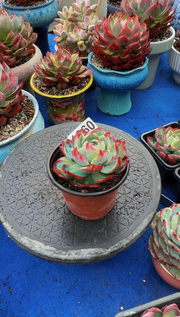 【闪购商品】1660惊鸿仙子（裸根发货）