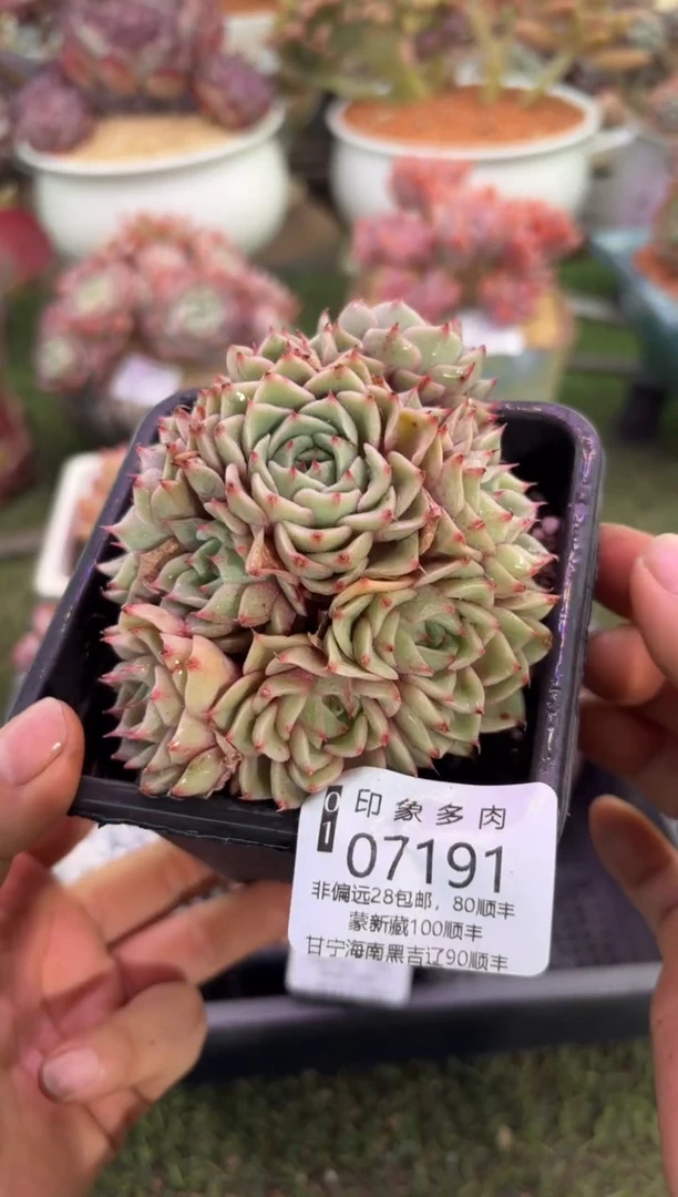 【闪购商品】07191