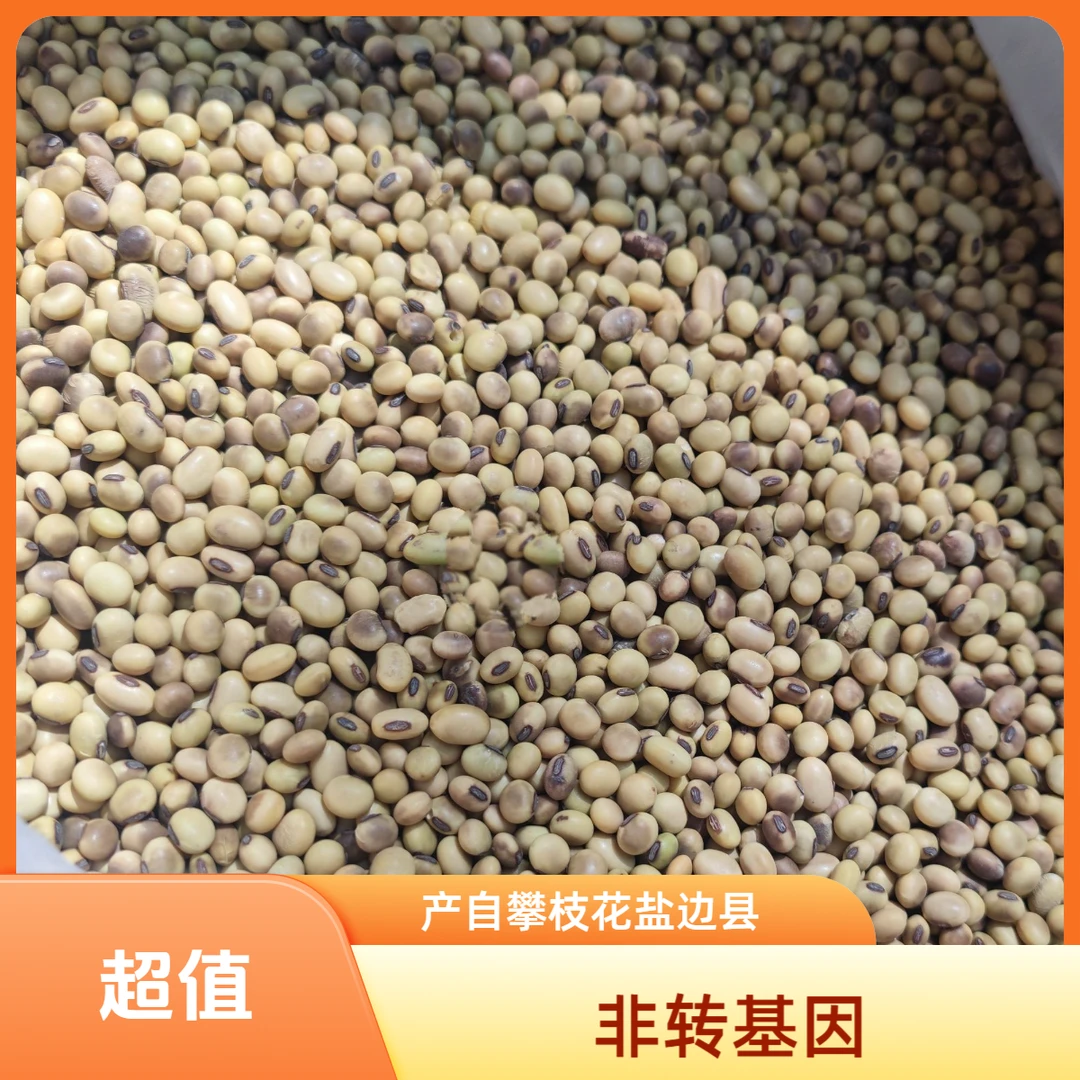 攀枝花盐边县老品种黄豆非转基因黄豆