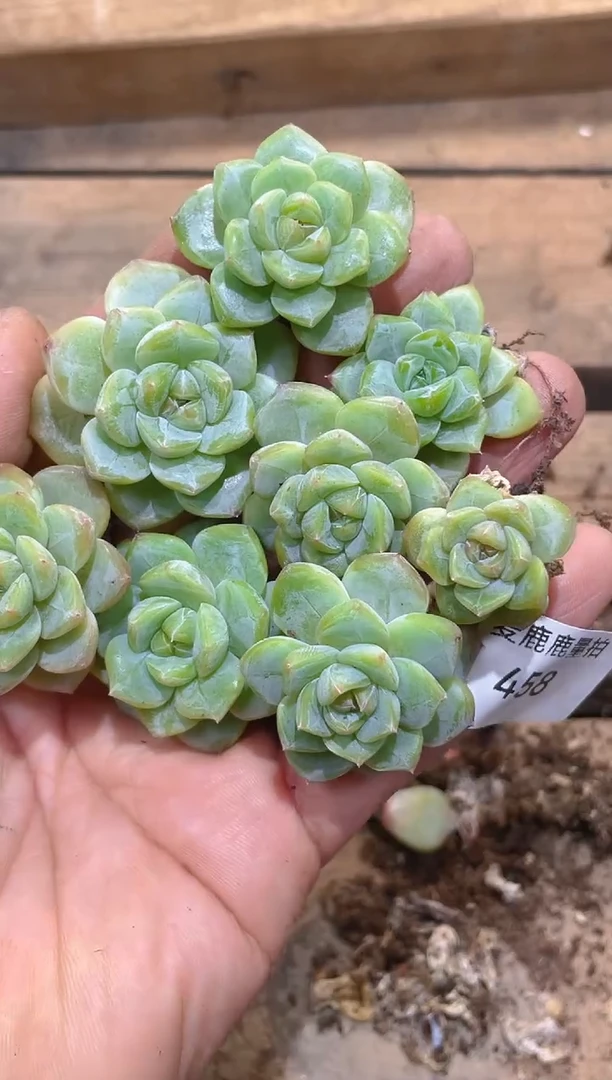458绿梨花       八颗量拍