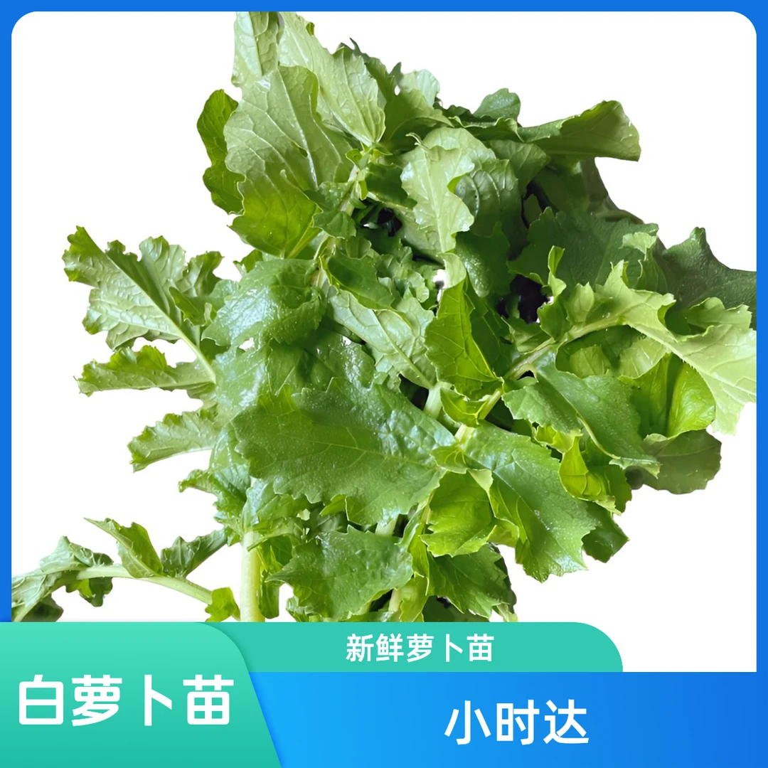 红萝卜苗约1斤