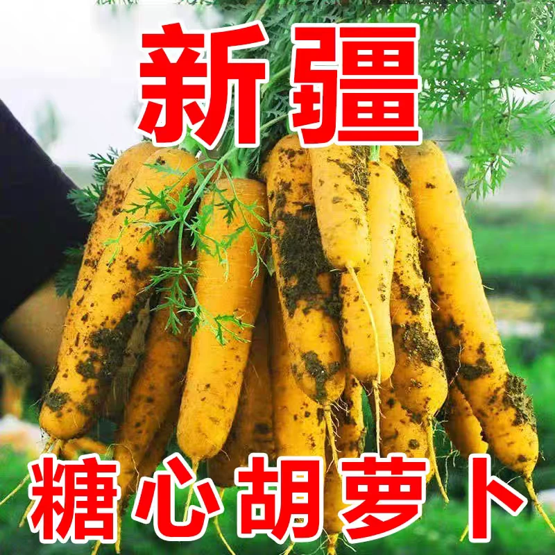 老兰全国包邮新疆黄心胡萝卜新鲜农家自种带泥黄胡萝卜抓饭宝辅食