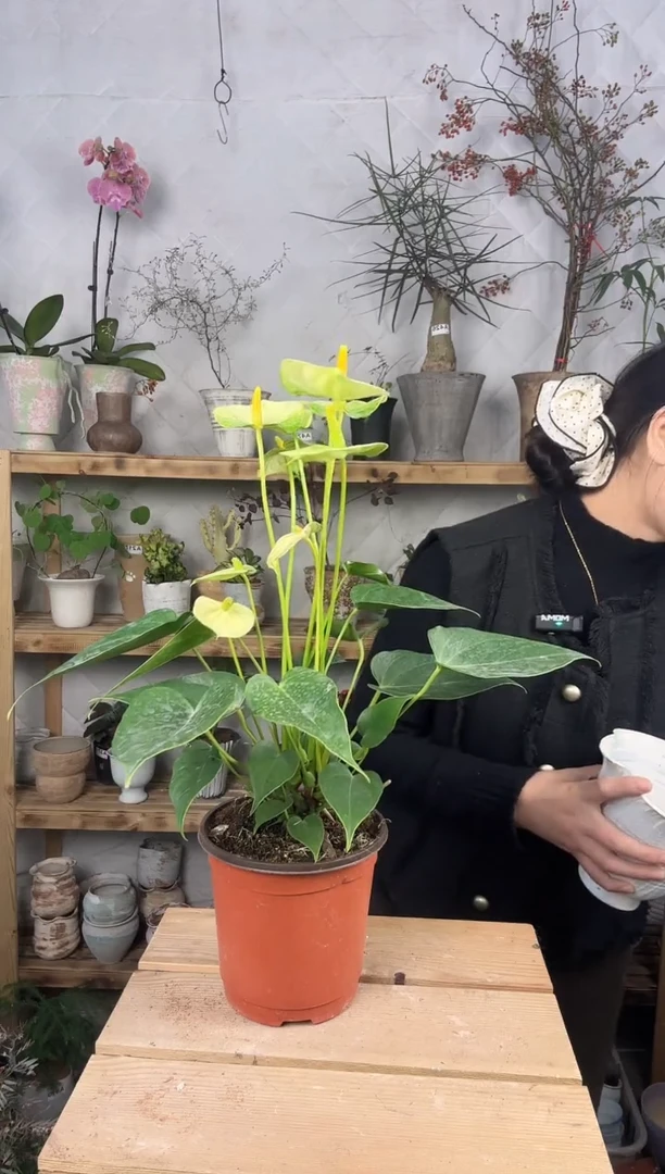 无花朵548黄掌育苗盆