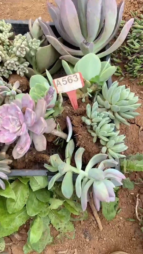 A563闪购清风花木兰多肉组合脱土发货