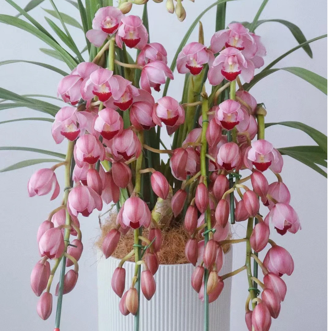 【阿诗玛1052】A粉色大花蕙兰室内好养原盆原土基地直发3~5剑