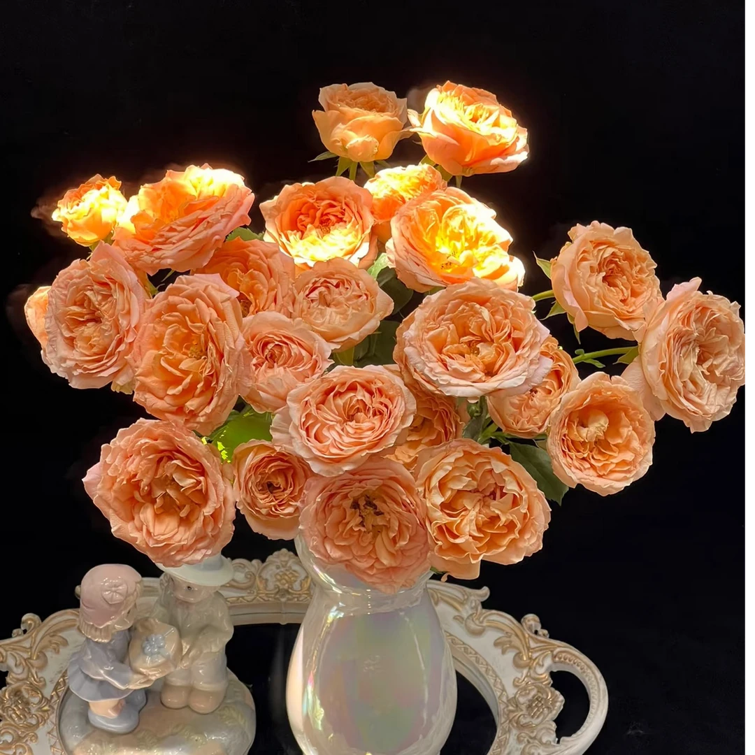 【杏色蕾丝】云南斗南基地现采现发品质好杏色蕾丝多头玫瑰10支