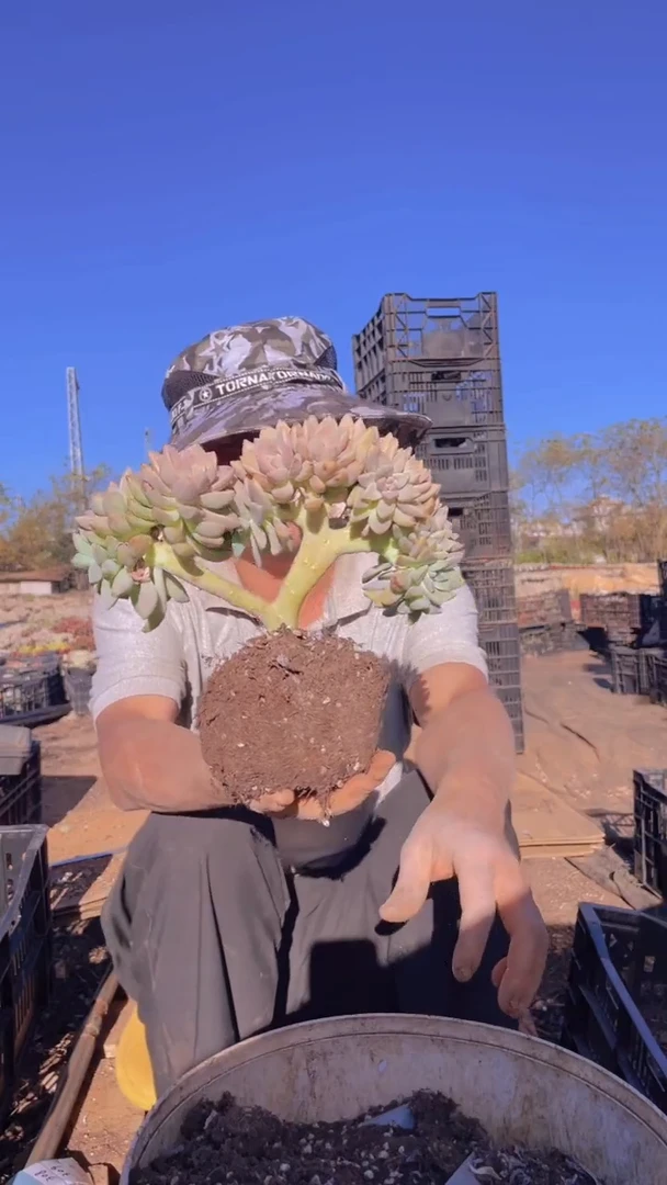 308淡雪缀化一物一拍