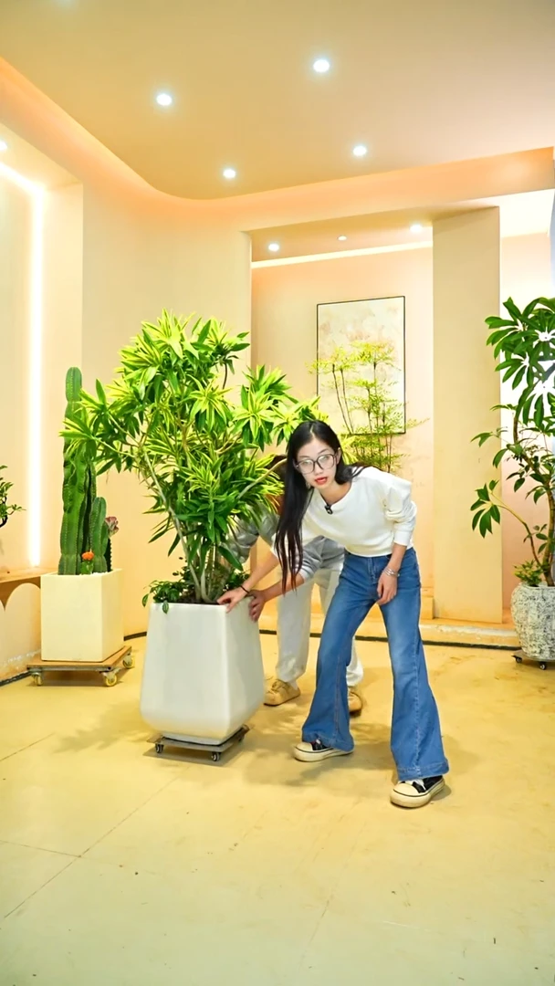 不开花植物是****?梦幻金边百合竹