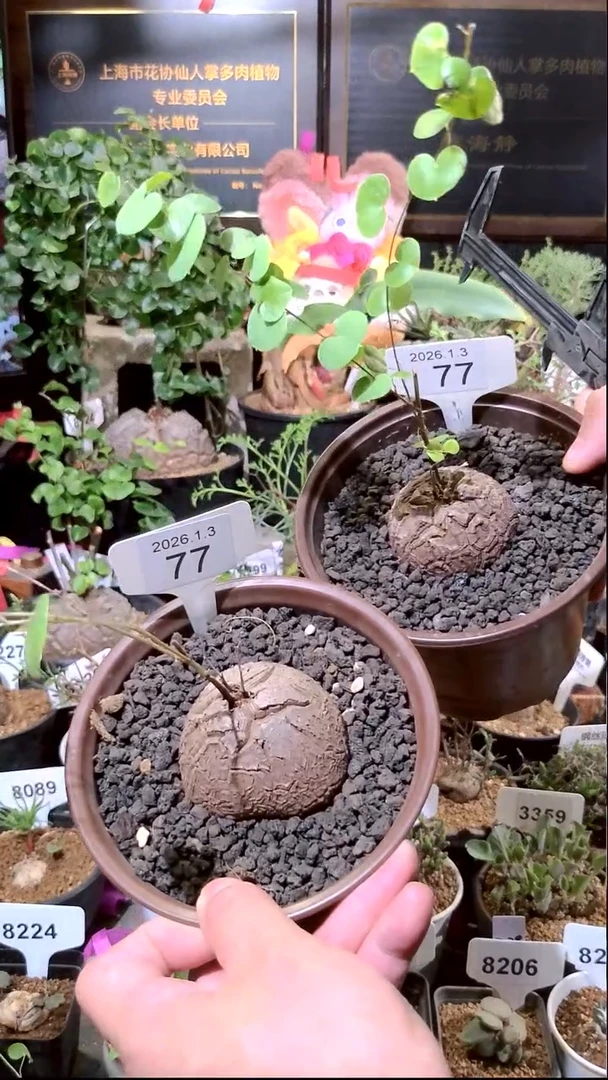 77号0103福利南非龟甲龙买一送一