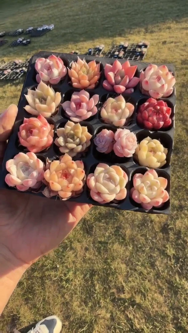 东云多肉园新款-268