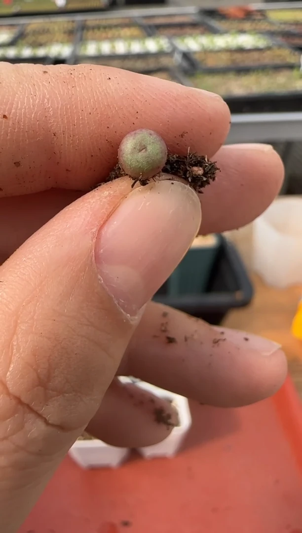 【闪购商品】13-75