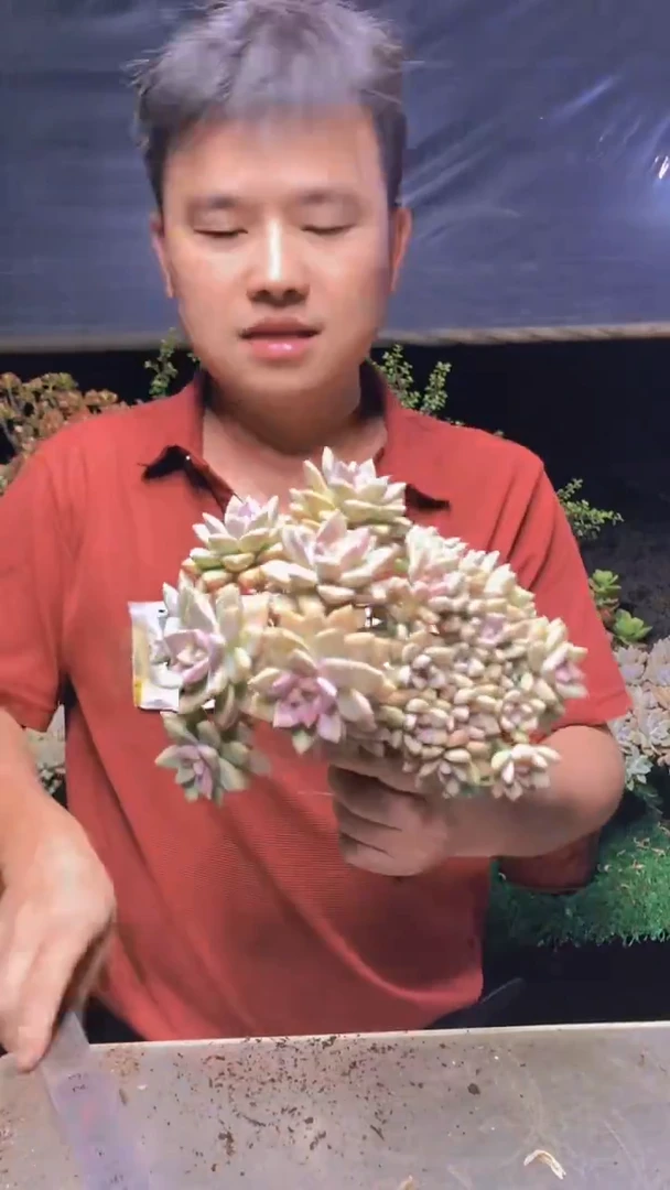 127淡雪缀化一物一拍