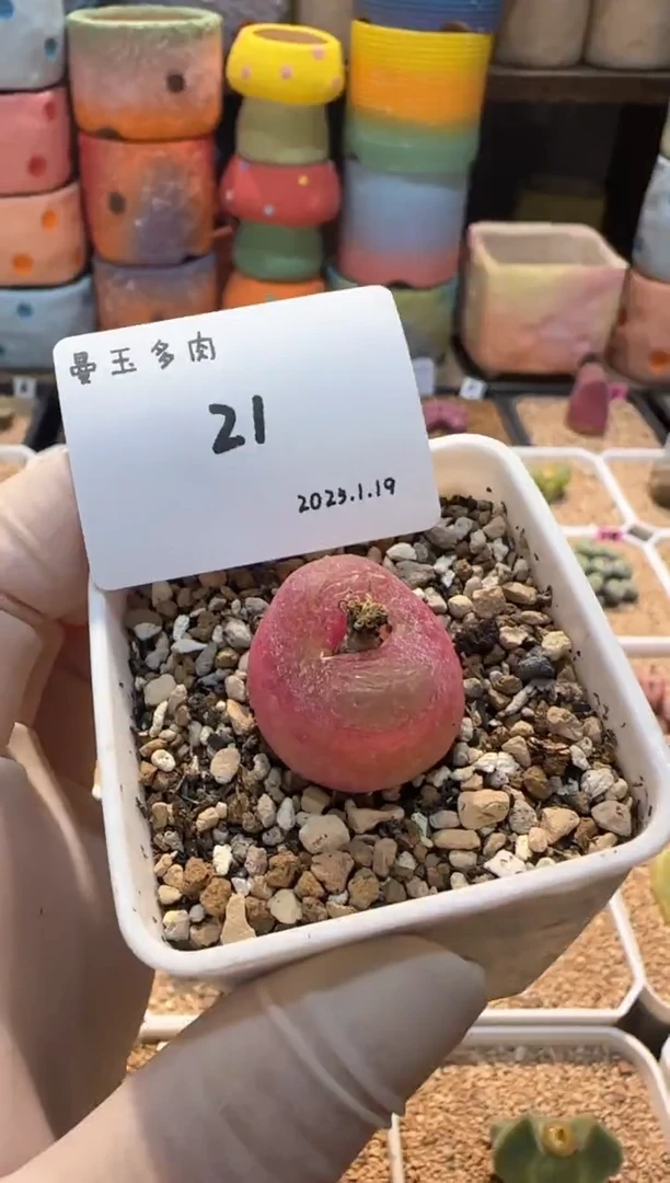 【闪购商品】25.1.19-21霉霉