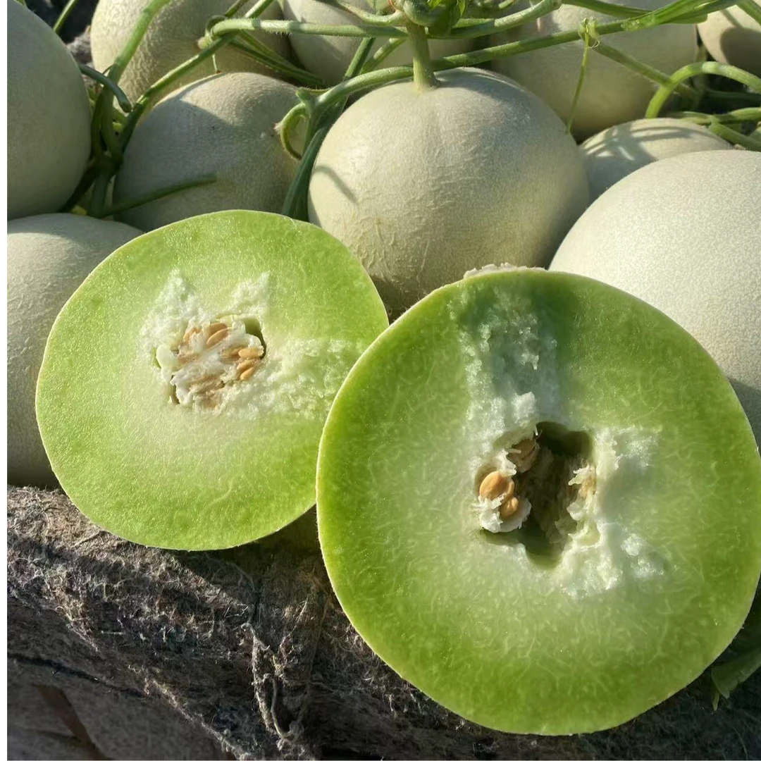 【即时零售】玉菇甜瓜 2颗装糯甜可口爆甜单颗2.2斤-2.7斤共5.5斤新鲜山东省