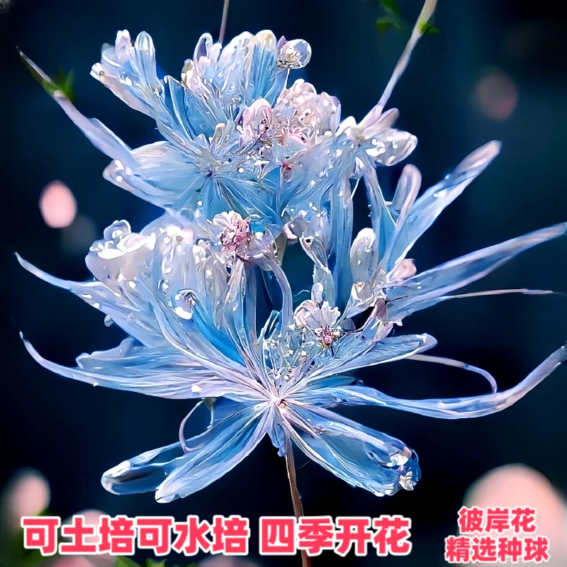 彼岸花曼珠沙华种球石蒜球根曼陀罗精选花苗四季开花卉花种子多色