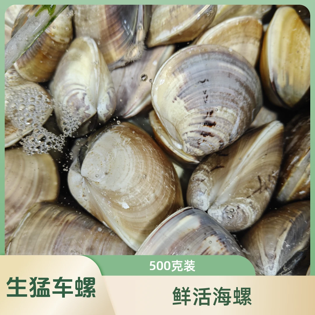 鲜活生猛大车螺500g