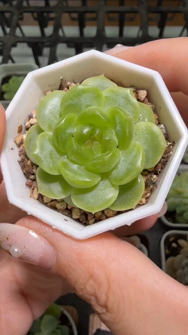 2922  暮岛多肉植物
