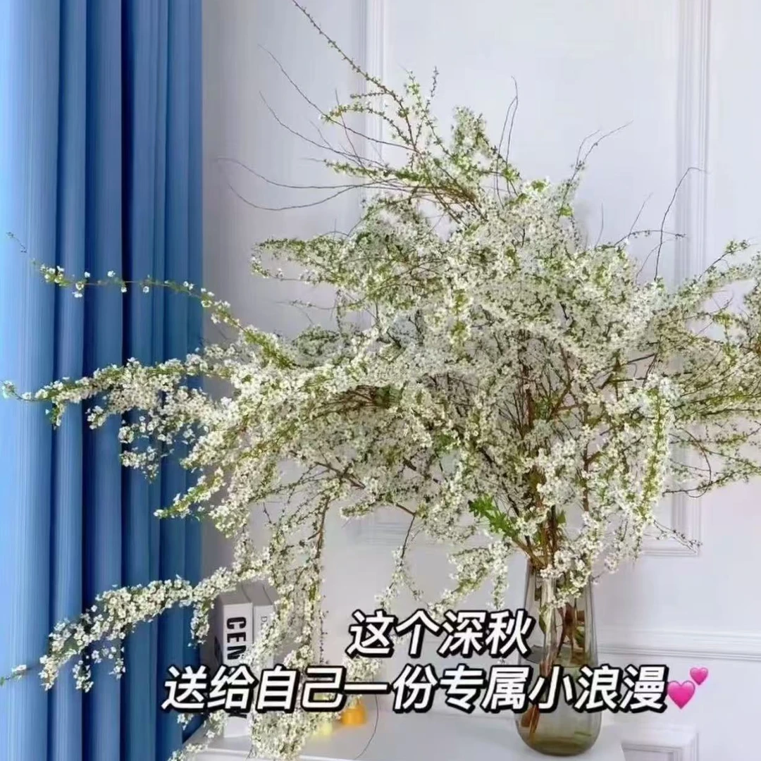 【遇水成活】雪柳盆栽水样开花水培雪花植物花卉遇水枯木插花绿植