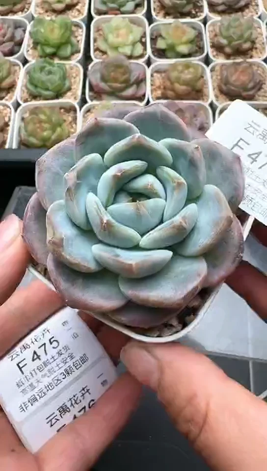474F云禹多肉植物 默认脱土纸巾打包 3颗包邮