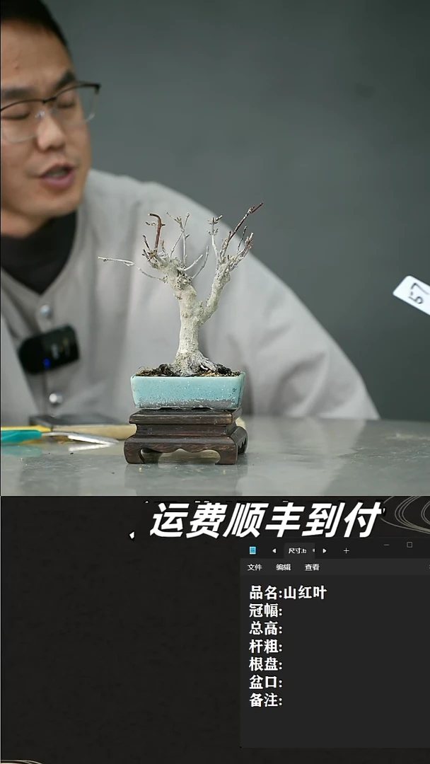 【闪购商品】57 山红叶