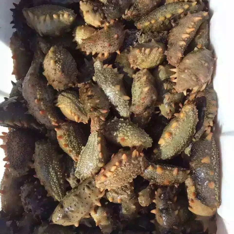 冻煮原料成品 海参底播自然鲜活海参大个头现捞现煮滋补 海参皮子