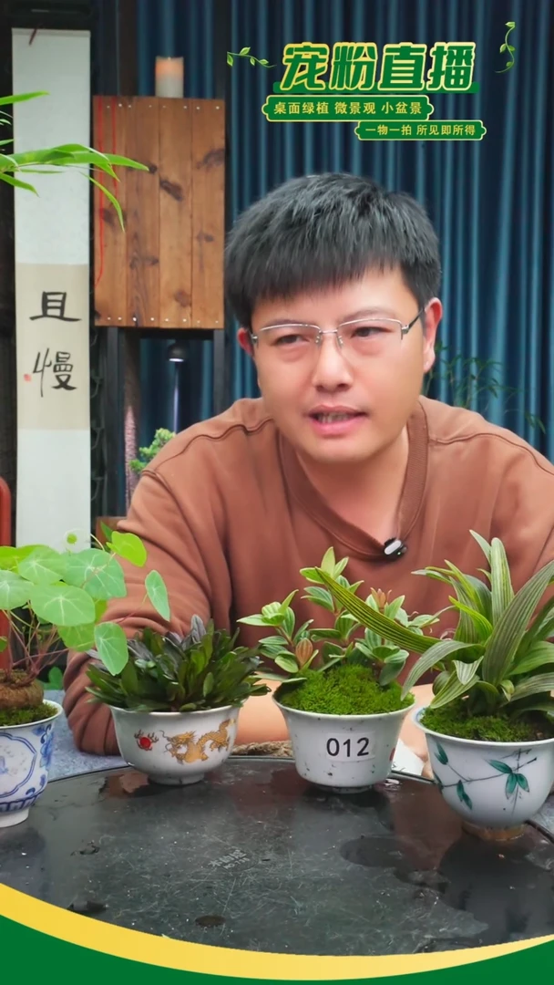 无花朵蒸****l苔藓微景观012号