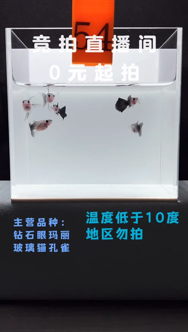 孔雀鱼蓝礼服玻璃猫6只编号54