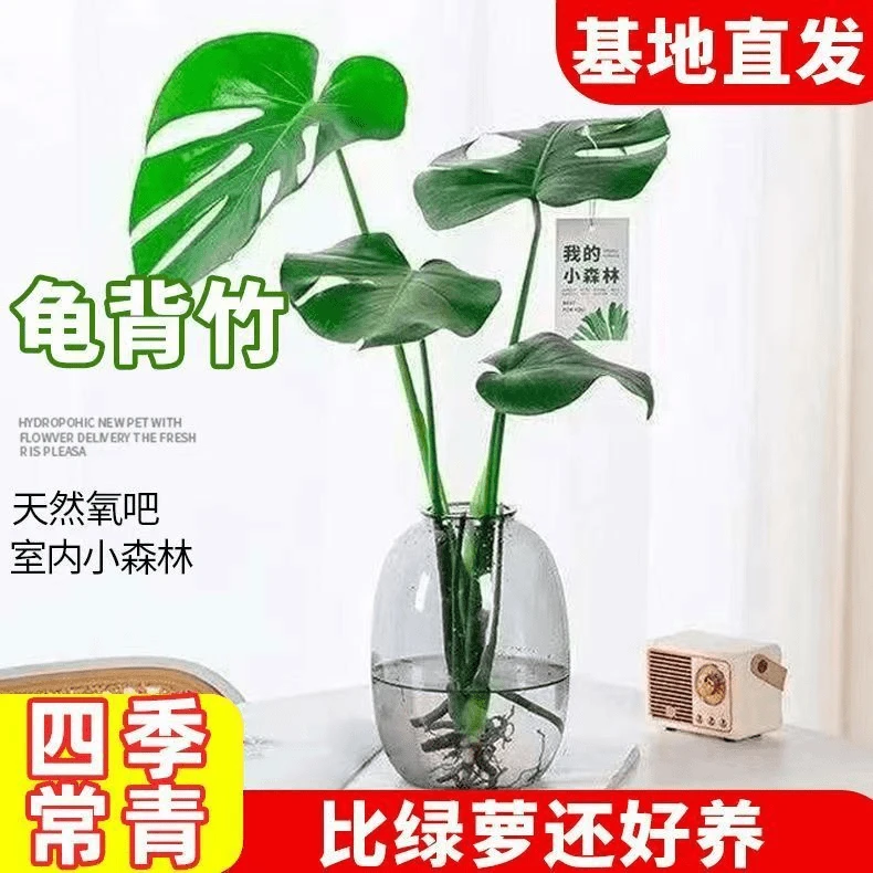 龟背竹绿植室内办公室客厅水养净化空气四季常青耐阴大叶水培观叶