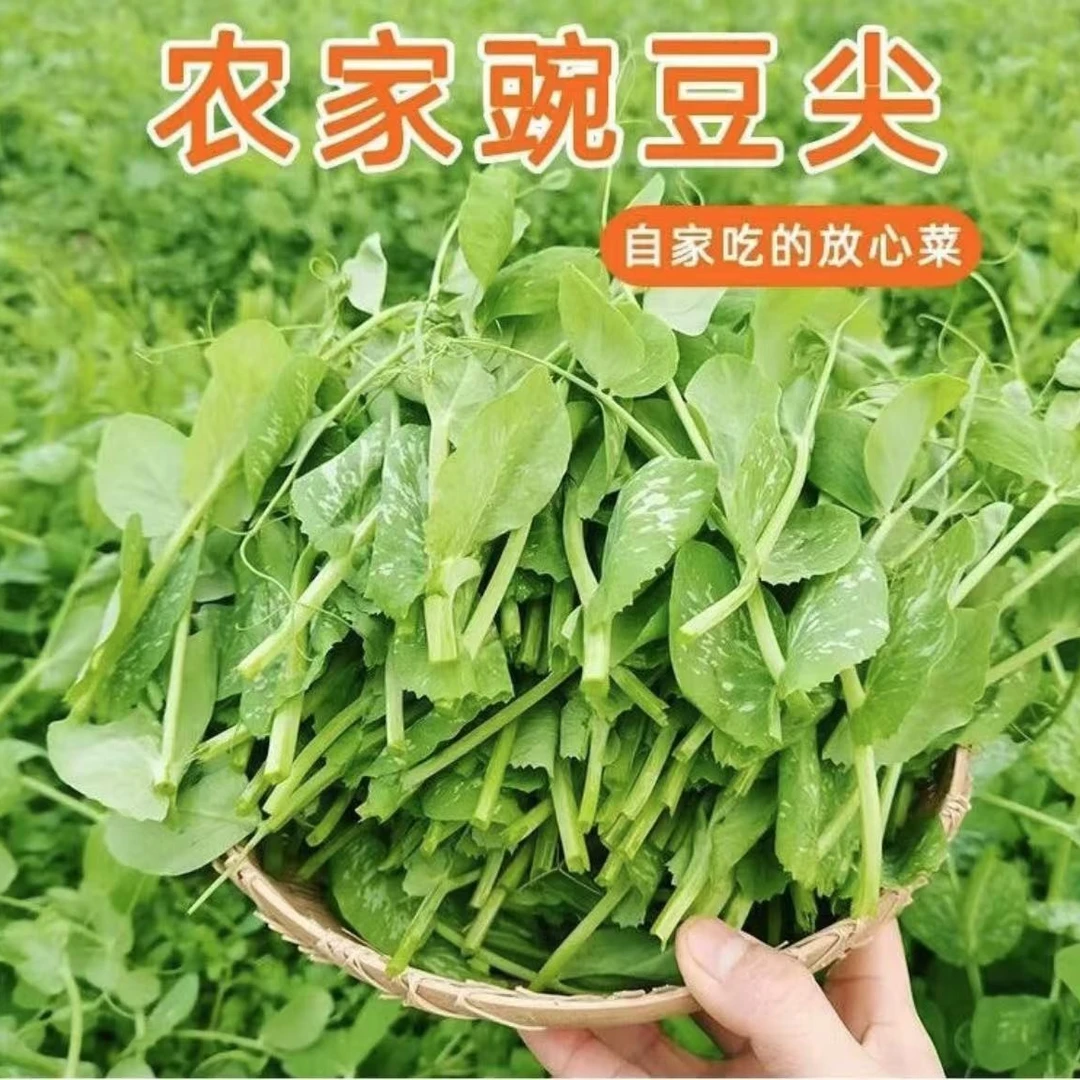 【挑幺挑六】鲜豌豆苗现采现摘干爽发货顺丰包邮产地直发豌豆苗