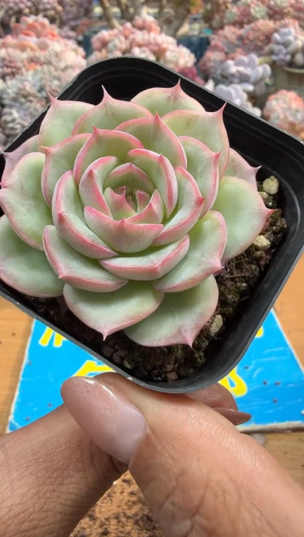 东云多肉园二店-620