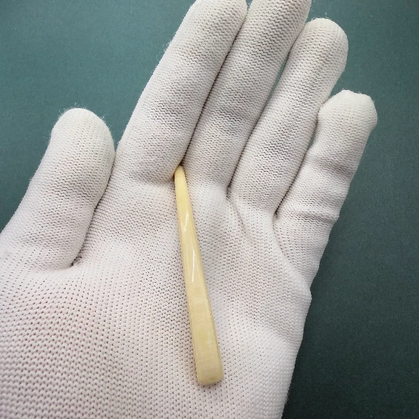 E6256天然猛犸牙牙尖支持鉴定 假一罚四