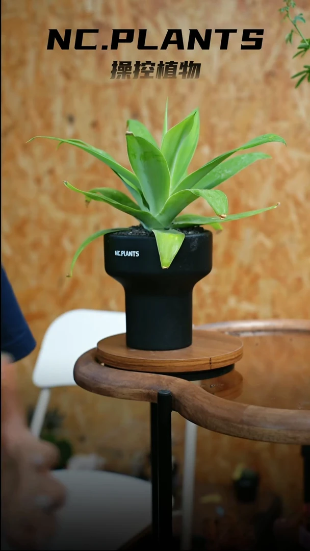 无花朵黑狐尾（一物一拍