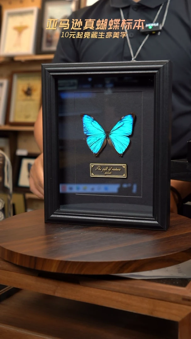 ?****h蝴蝶标本摆件一口价C138