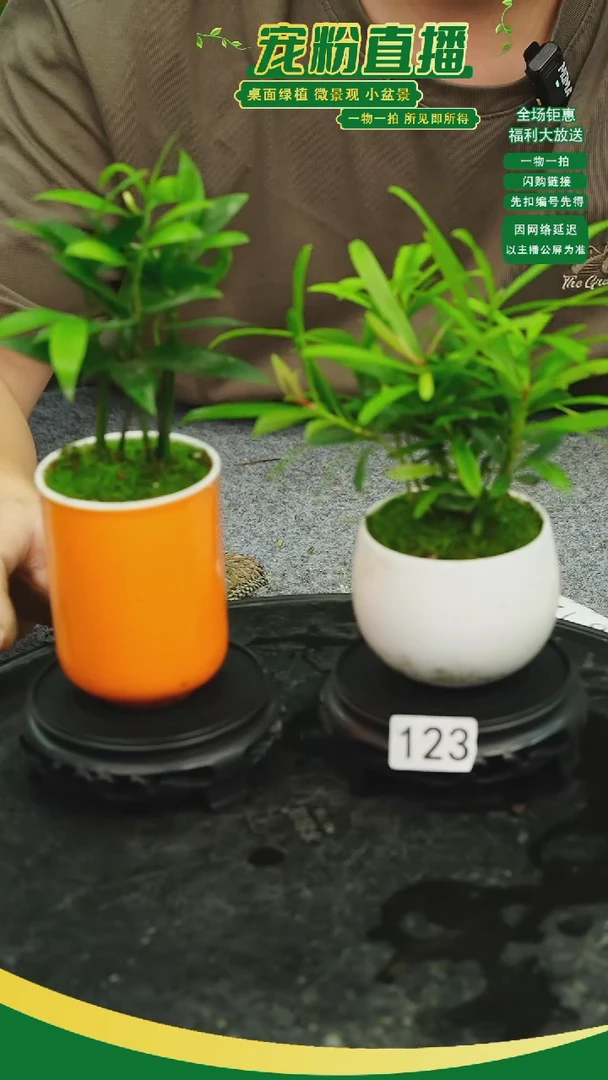 无花朵其****7苔藓微景观123号