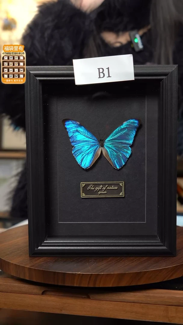 黎明微瑕蝴蝶标本摆件一口价b1