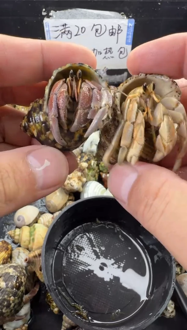 两只包活到手一只，不包全品