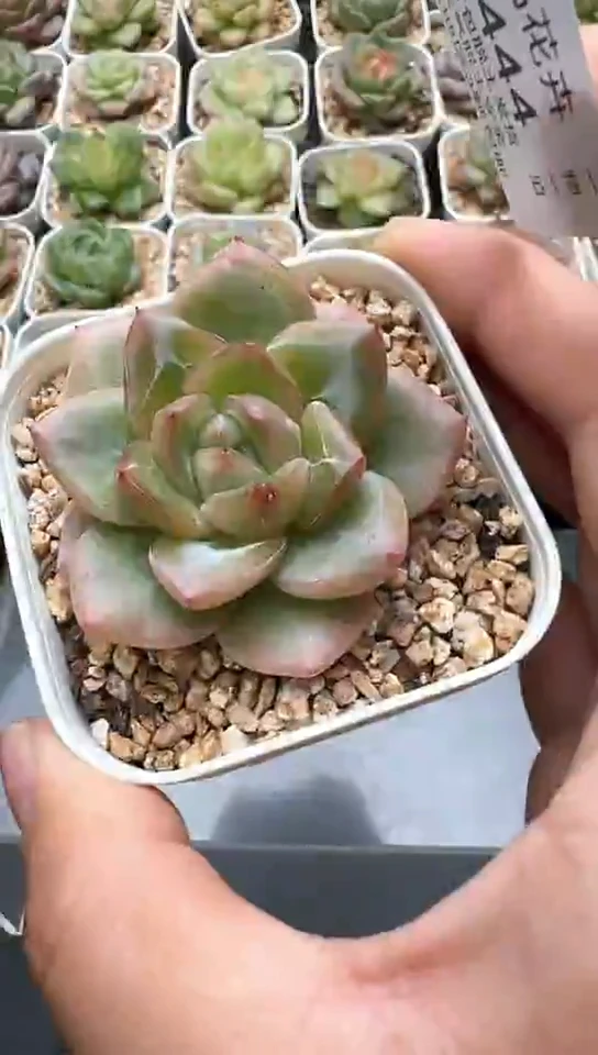 444F云禹多肉植物 默认脱土纸巾打包 3颗包邮