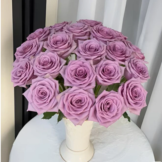 【紫霞仙子】单头玫瑰-家养鲜花云南基地直发