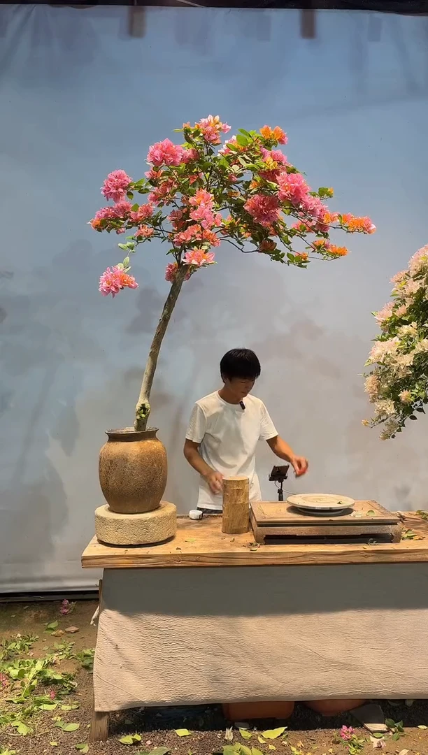全部花朵C****a三角梅38