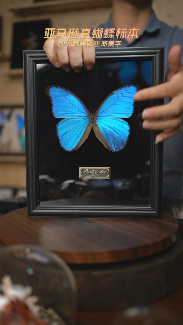 大蓝闪蝶黑绒底版10寸欧式框