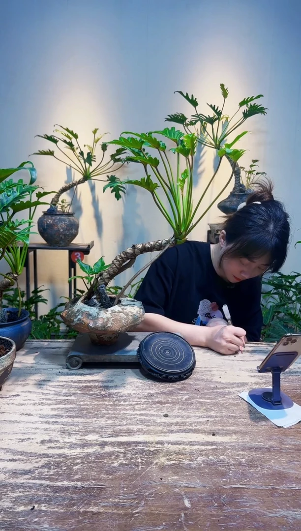 无花朵茶*君龙鳞小天使208