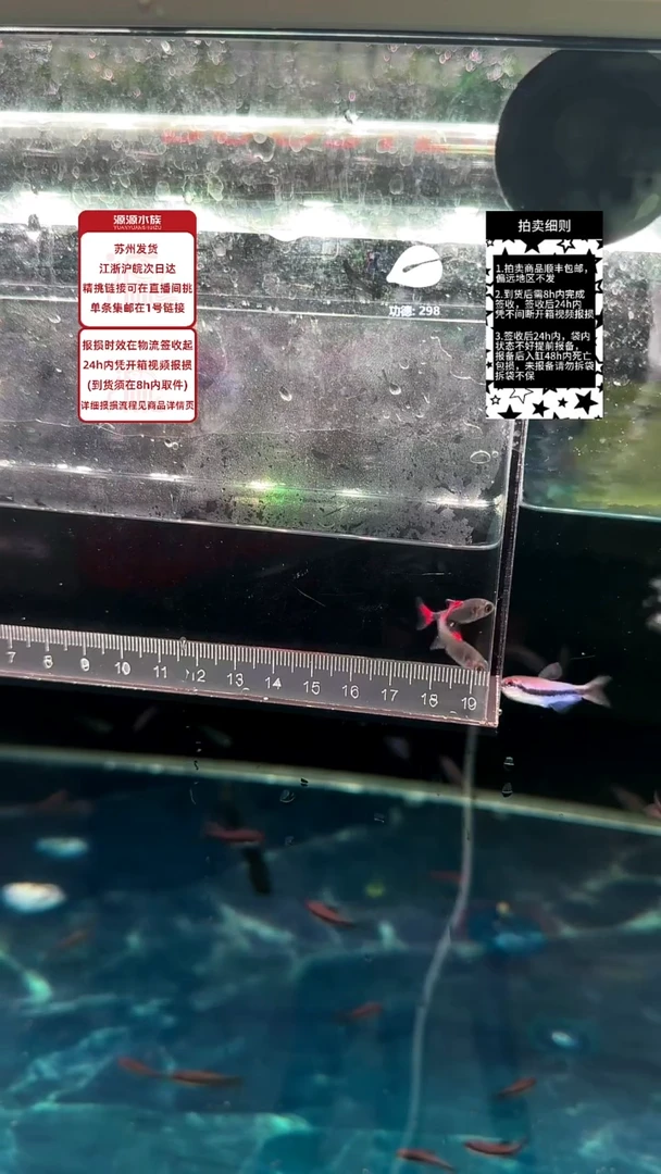 灯科鱼灰太狼一对【一物一拍】
