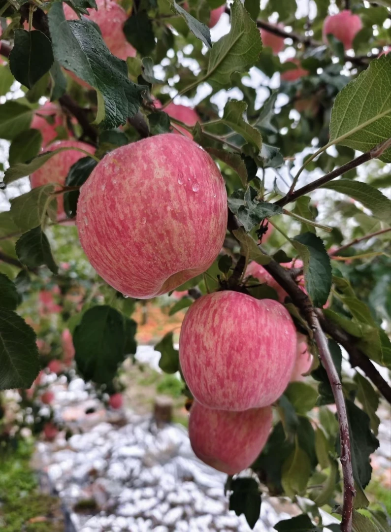 灵宝苹果 高山红富士 脆甜多汁 产地直发