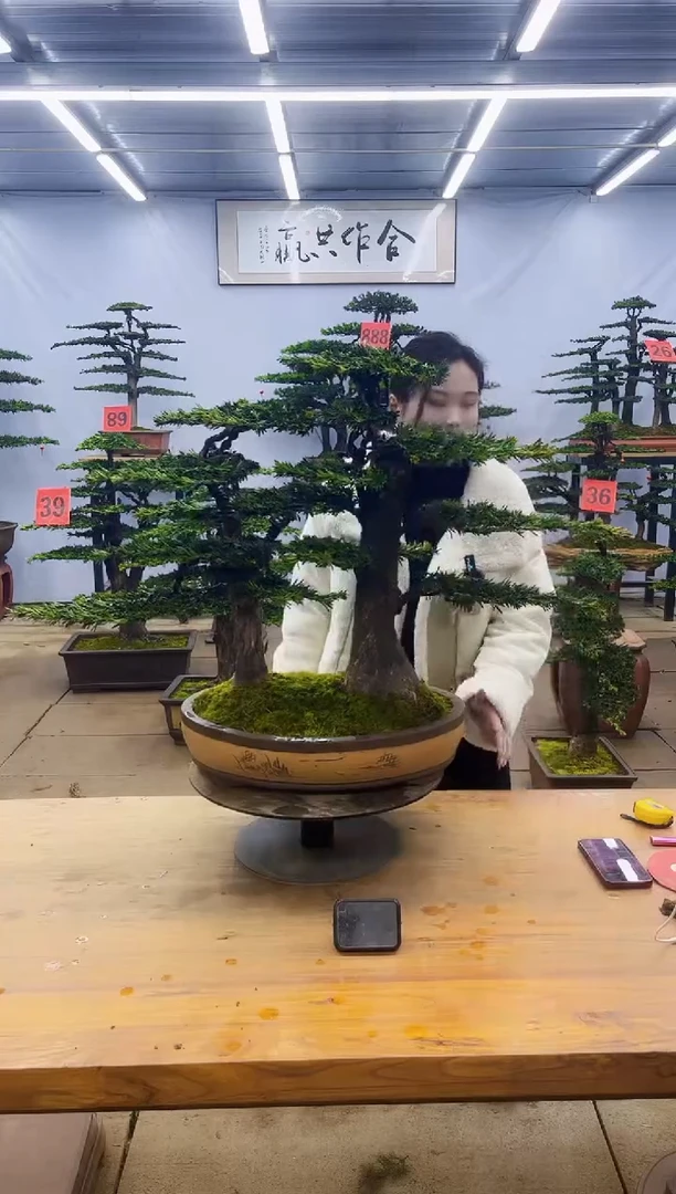 【闪购商品】高端盆景一物一拍，所见即所得